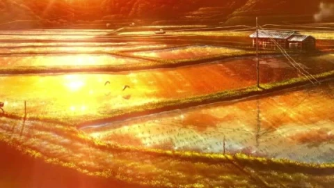 iPhone and Android Paddy Fields Live Phone Wallpaper - Free Live Wallpaper