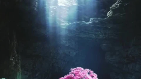 Live Phone Cave Tree Wallpaper To iPhone And Android - Free Live Wallpaper