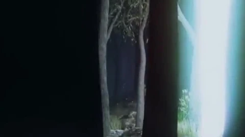 iPhone  Android Light Beam Forest Nature 3d Phone Live Wallpaper - Free Live Wallpaper