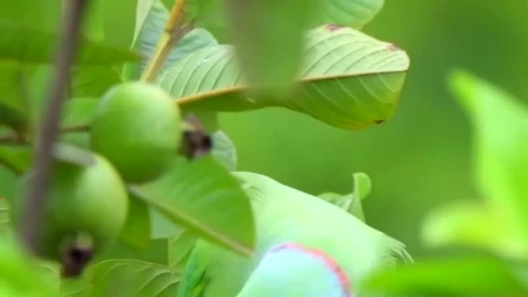 Green Bird Nature Live Wallpaper For Phone - Free Live Wallpaper