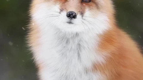 Live Phone Winter Fox Wallpaper To iPhone And Android - Free Live Wallpaper