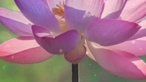 Android  iOS iphone Mobile Lotus Flower Nature Live Wallpaper - Free Live Wallpaper