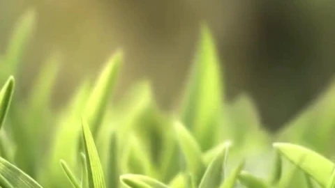 iPhone  Android Grass Meadow Nature Phone Live Wallpaper - Free Live Wallpaper