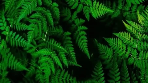 iPhone  Android Green Fern Nature Free Phone Live Wallpaper - Free Live Wallpaper