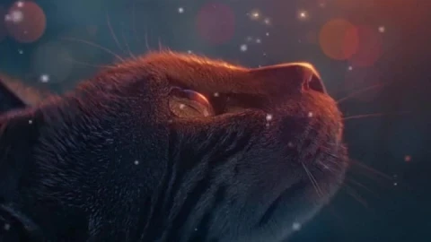 iPhone  Android Cat Looking At Glowing Butterfly Free Phone Live Wallpaper - Free Live Wallpaper
