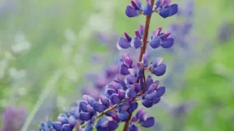 Nature Flower And Grass Live Wallpaper For Phone - Free Live Wallpaper