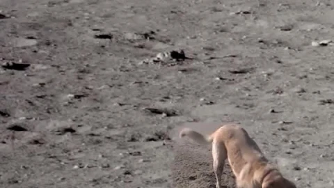 Android  iOS iphone Mobile Dog On Moon Digging Holes Free Live Wallpaper - Free Live Wallpaper