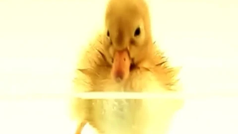 iPhone  Android Duckling Swim Water Animals Phone Live Wallpaper - Free Live Wallpaper