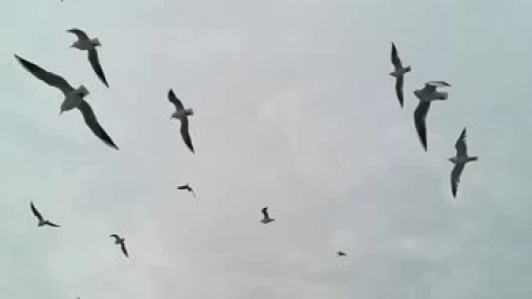 Flying Birds Live Video Wallpaper - Free Live Wallpaper