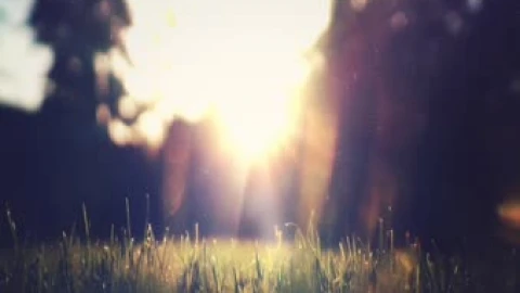 Backyard 4K Living Background - Free Live Wallpaper