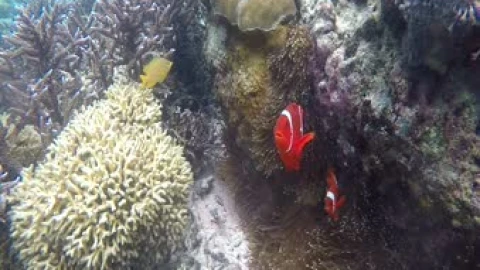 The Real Nemo Live Wallpaper - Free Live Wallpaper