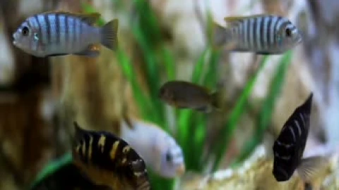 Real Aquarium Relaxing Screensaver - Free Live Wallpaper