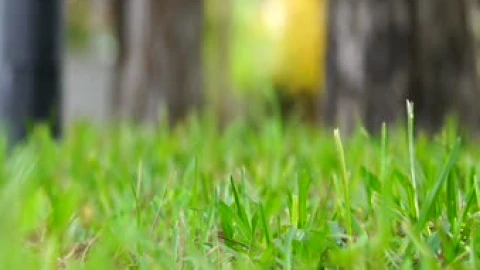 Selective Focus Video Of Grass On A Windy Day Live Wallpaper - Free Live Wallpaper