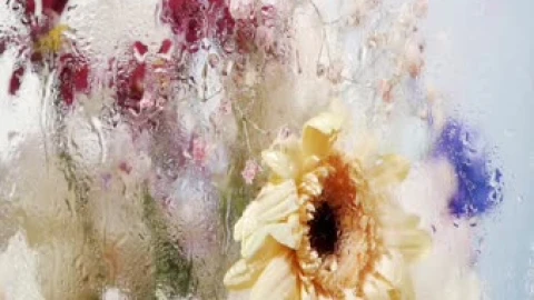 Wet Colorful Flowers Live Wallpaper - Free Live Wallpaper