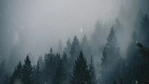 Snowfall In Forest Live Wallpaper - Free Live Wallpaper