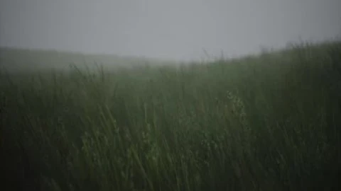 Wavy Grass Live Wallpaper - Free Live Wallpaper