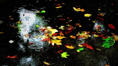 Autumn 4k live wallpaper - Free Live Wallpaper