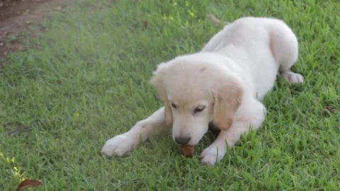 Puppy PC Live Wallpaper - Free Live Wallpaper
