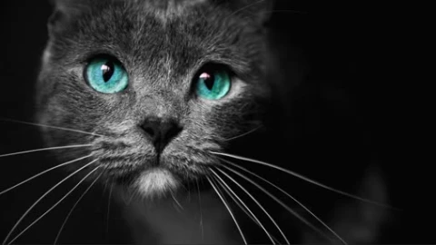 Rgb Cat Lively Wallpaper - Free Live Wallpaper