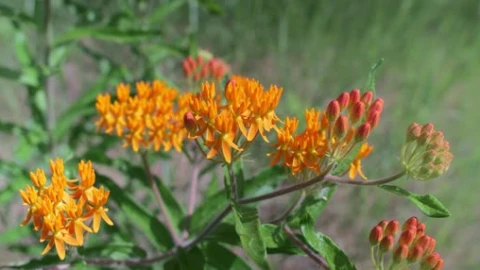 wildflower heart wallpaper - Free Live Wallpaper