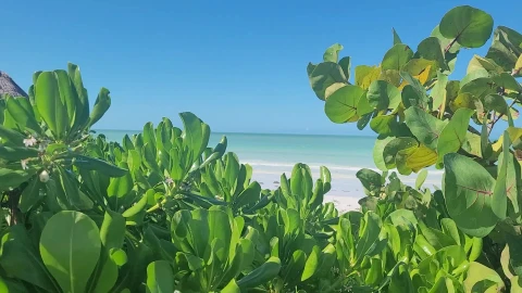 Playa Del Carmen Beach - Free Live Wallpaper