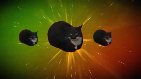 Maxwell The Cat Wallpaper - Free Live Wallpaper