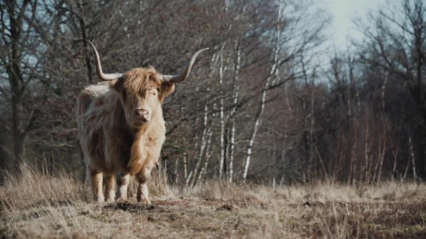 Highland Cows - 65903 - Free Live Wallpaper