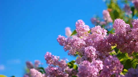 Spring and blooming lilac - Free Live Wallpaper