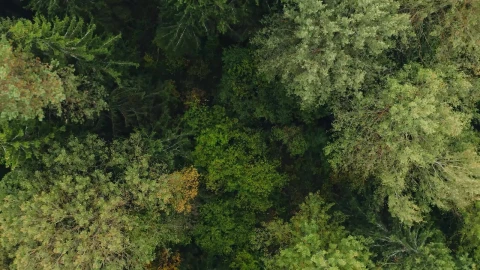 Forest Drone Live Wallpaper - Free Live Wallpaper