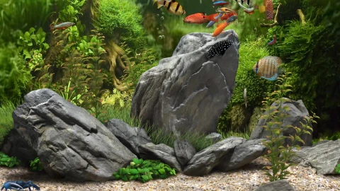 Aquarium 3D Fishes Live Wallpaper 4K - Free Live Wallpaper