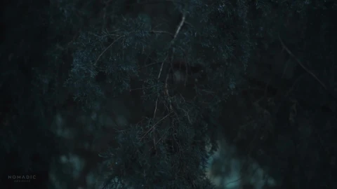 Pine Forest Live Wallpaper - Free Live Wallpaper