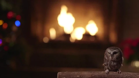Owl Live Wallpaper - Free Live Wallpaper