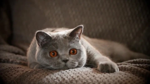 Cat Look Live Wallpaper - Free Live Wallpaper