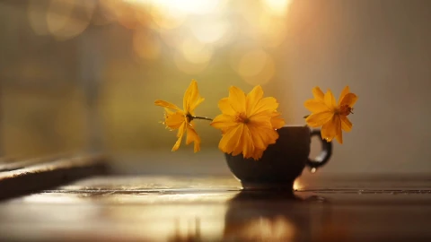 Drops on Flowers Live Wallpaper - Free Live Wallpaper