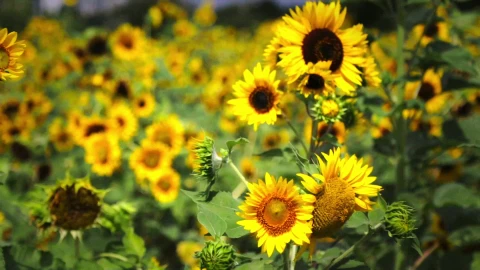 Summer Sunflowers HD Live Wallpaper - Free Live Wallpaper