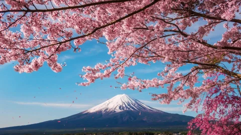 Japans Majestic Peaks And Cherry Blossoms 1920x1080 Live Wallpaper - Free Live Wallpaper